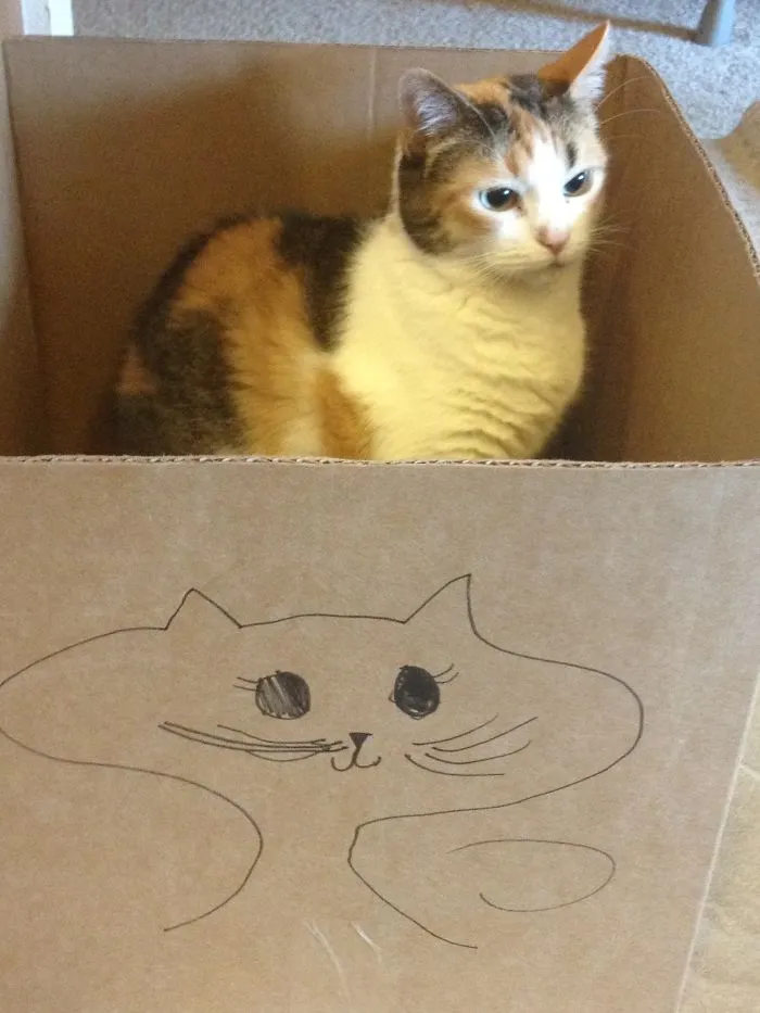 150 Cats Who Immediately Regretted Their Poor Life Choices