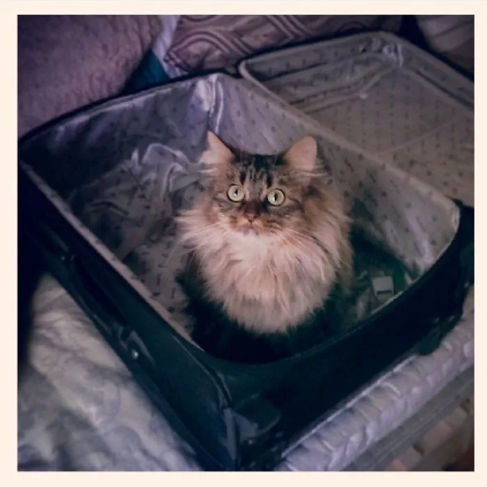150 Cats Who Immediately Regretted Their Poor Life Choices