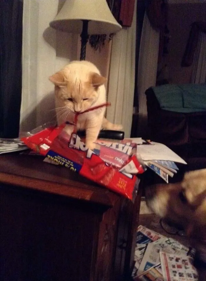 150 Cats Who Immediately Regretted Their Poor Life Choices