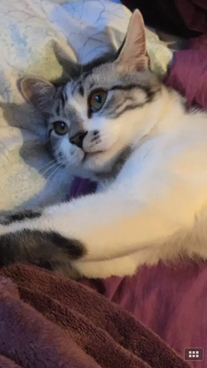 150 Cats Who Immediately Regretted Their Poor Life Choices