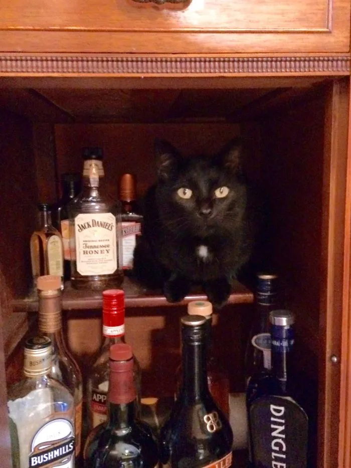 150 Cats Who Immediately Regretted Their Poor Life Choices