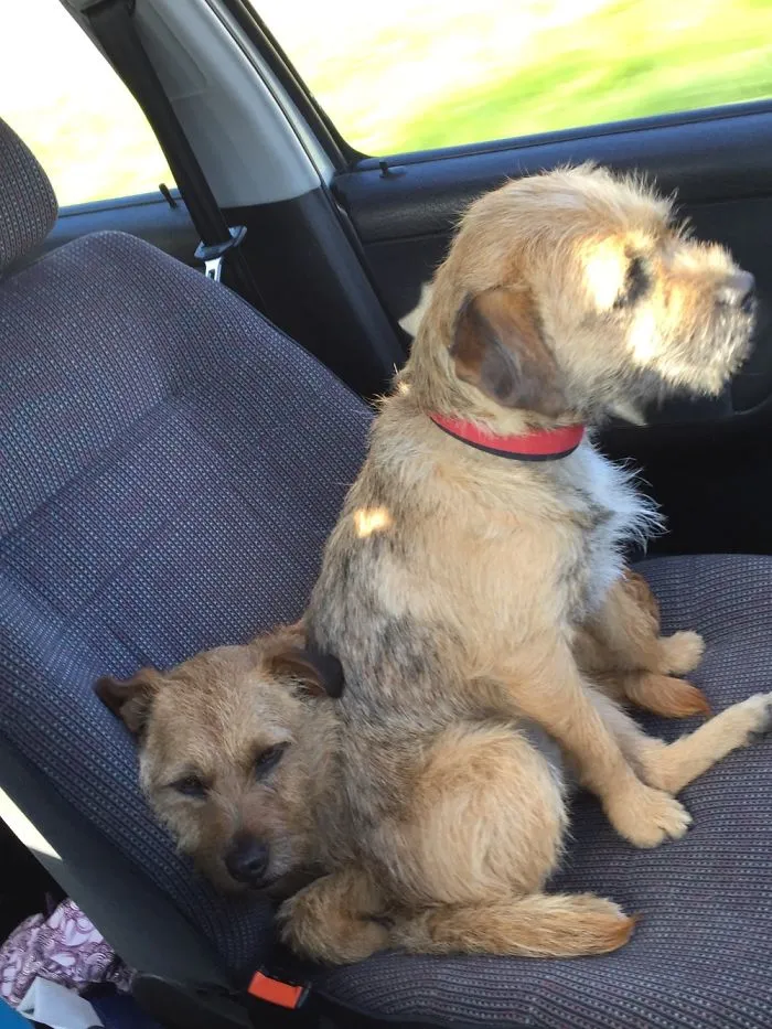 Our Puppy Decided She Needed A Booster Seat - The Old Dog Will Do Nicely!