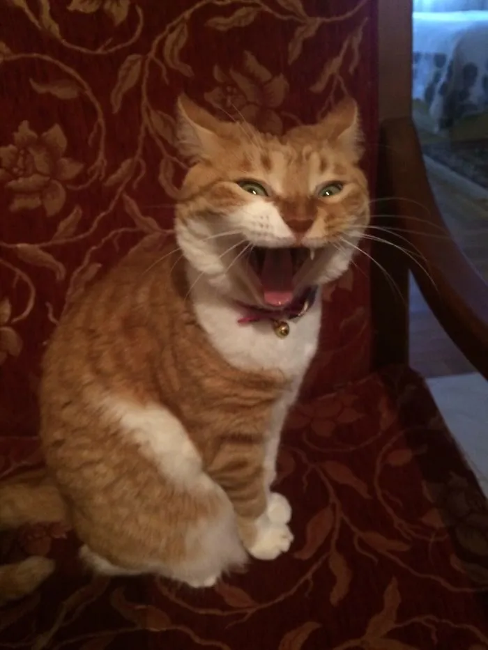 150 Cats Who Immediately Regretted Their Poor Life Choices