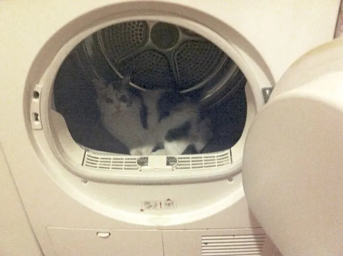 150 Cats Who Immediately Regretted Their Poor Life Choices