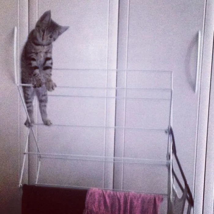 150 Cats Who Immediately Regretted Their Poor Life Choices