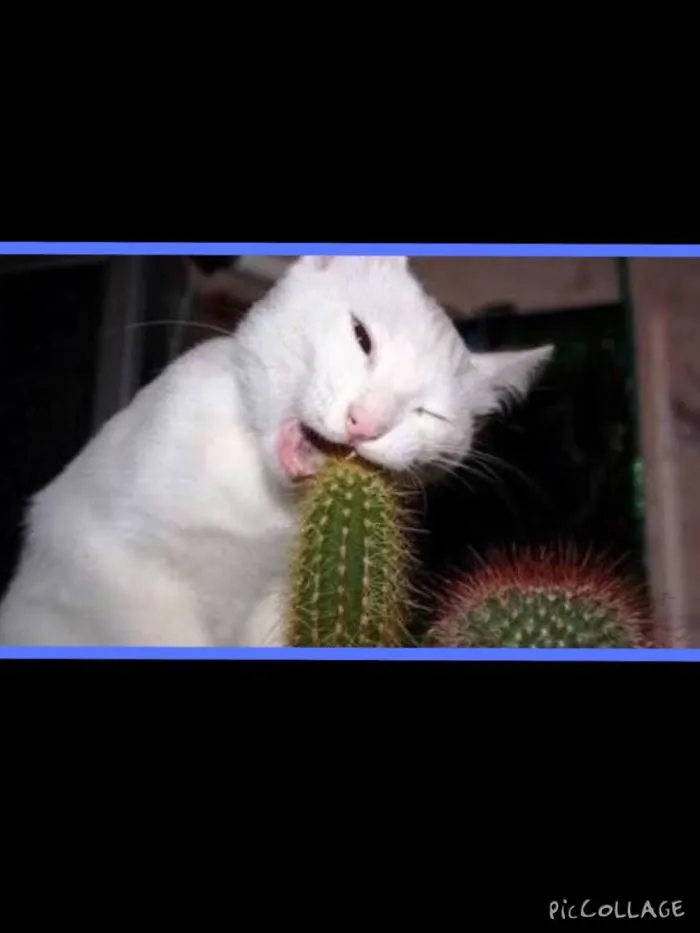 150 Cats Who Immediately Regretted Their Poor Life Choices