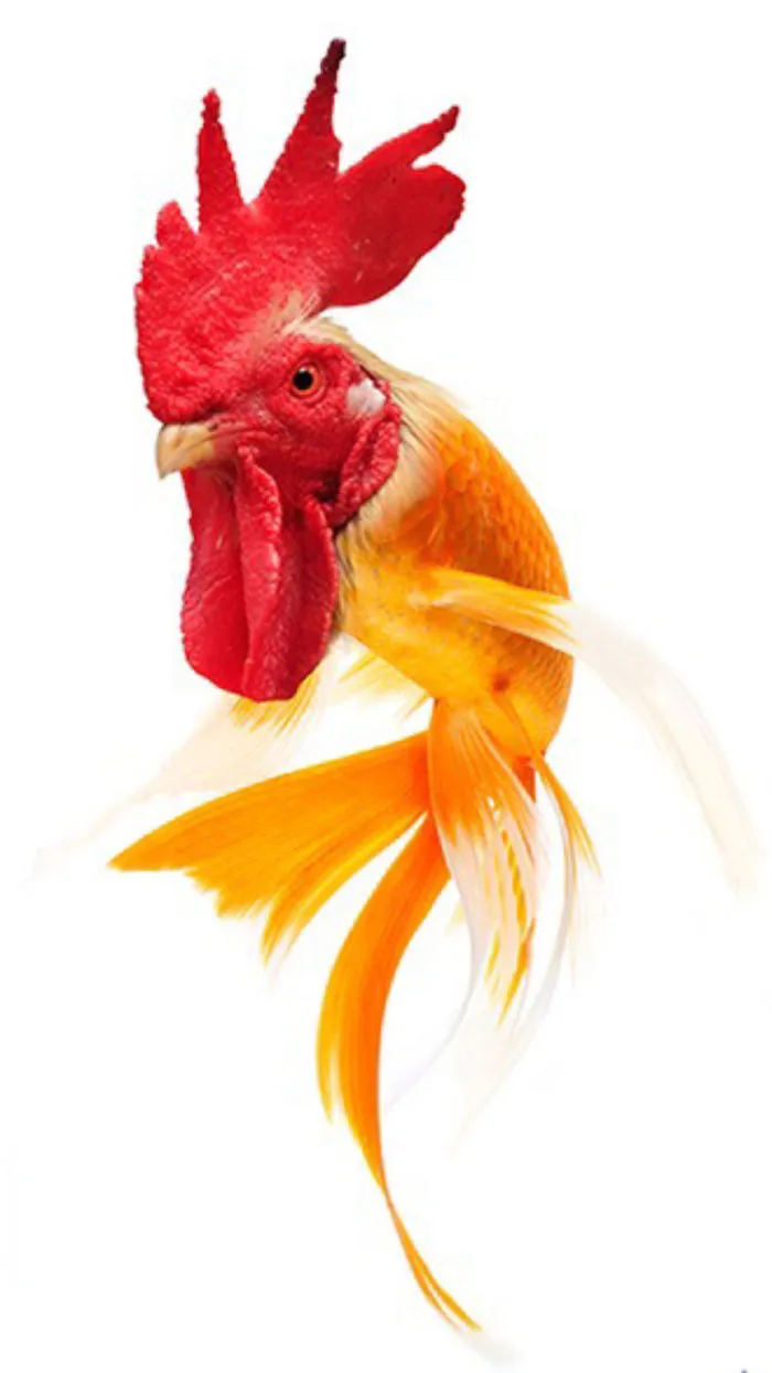 Photoshopped animal hybrid with a rooster's head and goldfish body, displaying vivid colors.