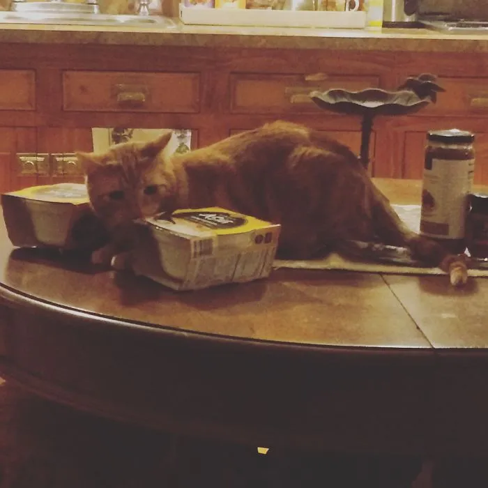 150 Cats Who Immediately Regretted Their Poor Life Choices