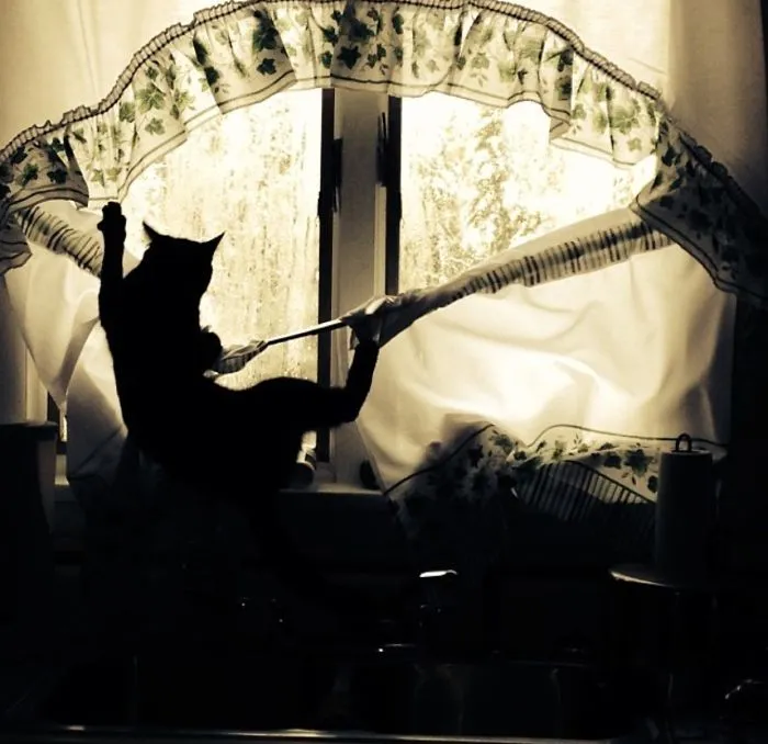 150 Cats Who Immediately Regretted Their Poor Life Choices