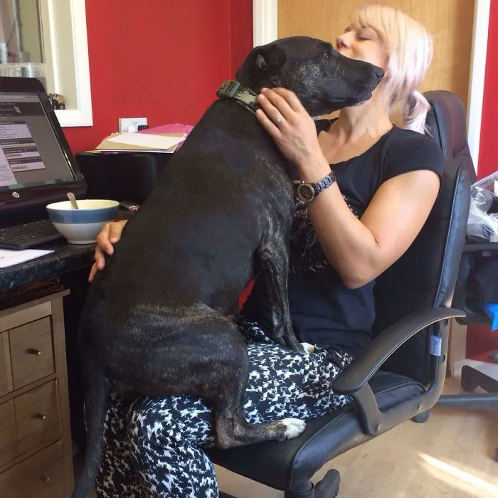 My Lapdog...