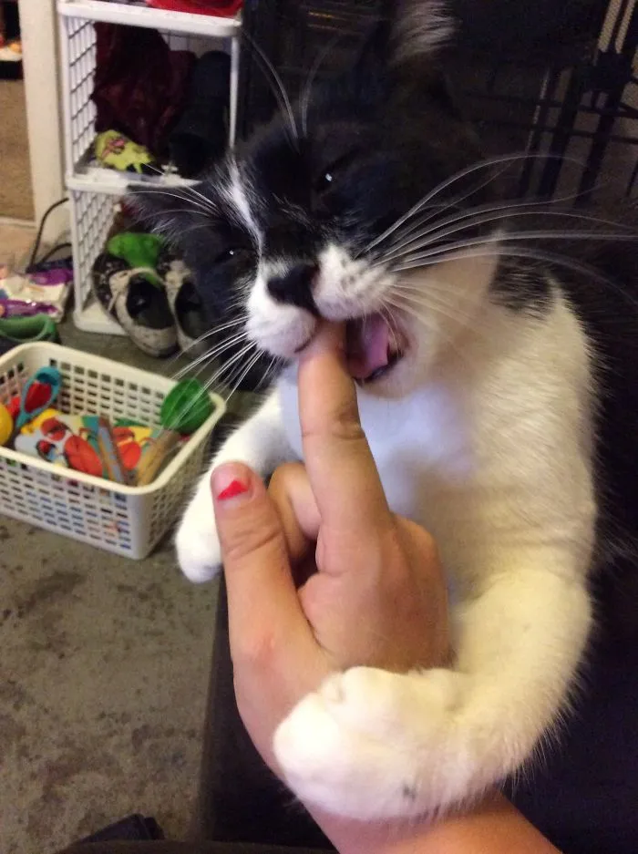 150 Cats Who Immediately Regretted Their Poor Life Choices