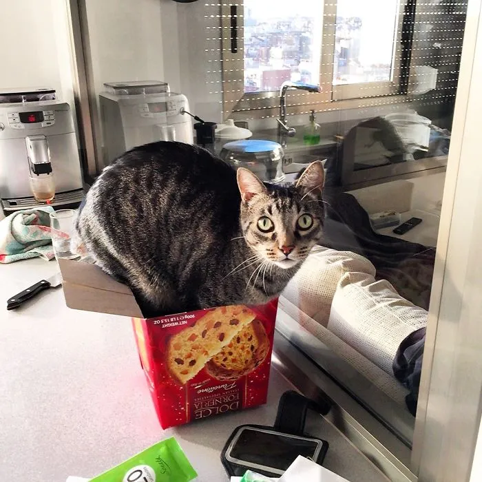 150 Cats Who Immediately Regretted Their Poor Life Choices