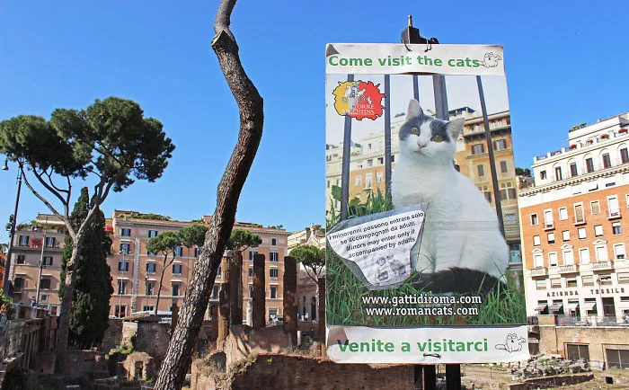 Cats That Live At Ancient Roman Ruins