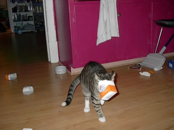 150 Cats Who Immediately Regretted Their Poor Life Choices