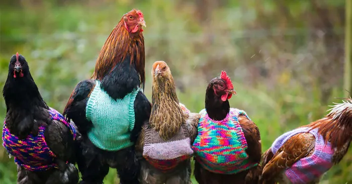 Woman Knits Tiny Sweaters For Rescued Chickens To Keep Them Warm