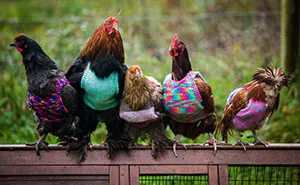 Woman Knits Tiny Sweaters For Rescued Chickens To Keep Them Warm
