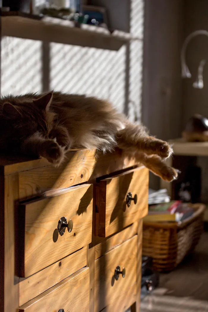 Lazy Sunday Morning