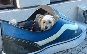 The Life And Adventures Of Leo, The Chinese Crested