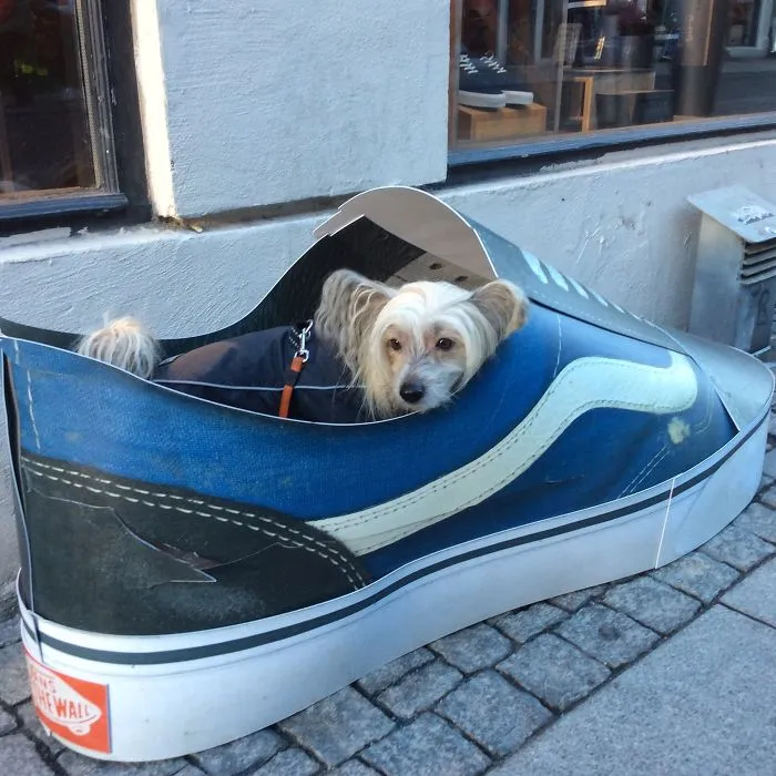 The Life And Adventures Of Leo, The Chinese Crested