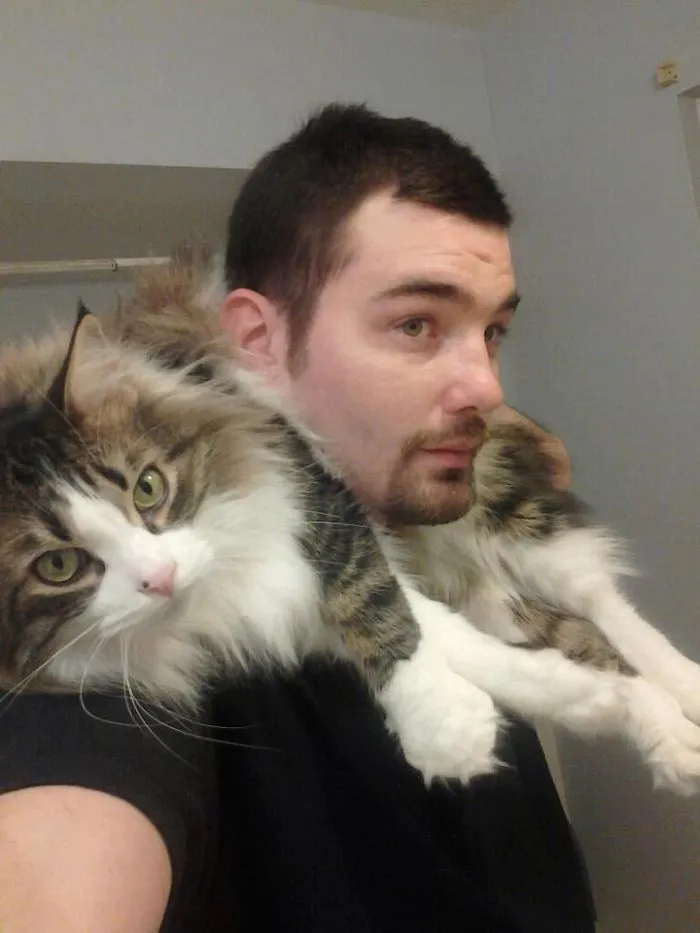 Man holding a large Maine Coon cat with long fur draped over his shoulders in an indoor setting.