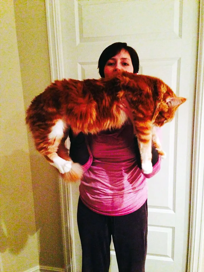 Person holding a large Maine Coon cat showing the size and fluffy fur of these giant kitties with soft character.