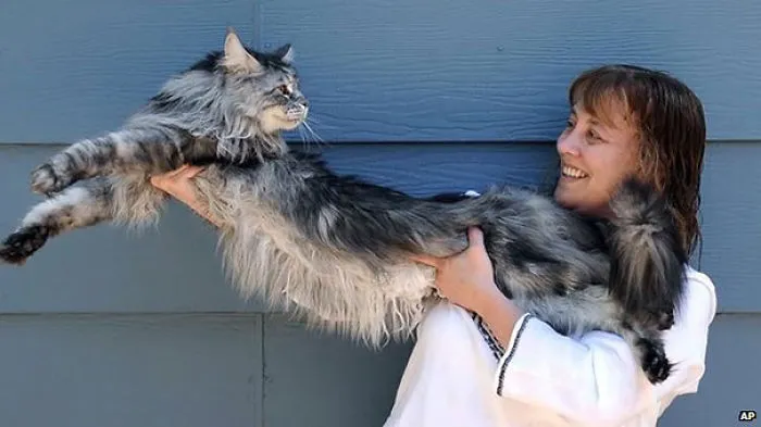 Woman holding a large Maine Coon cat, showcasing the breed's impressive size and soft character.