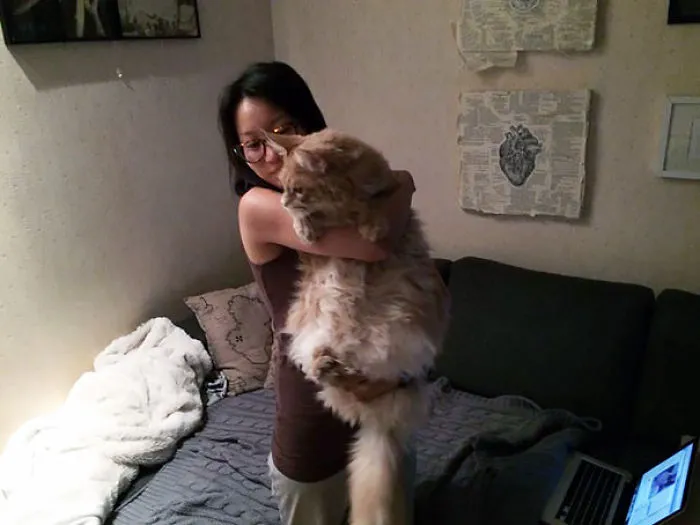 Woman holding a large Maine Coon cat indoors, showcasing the size and fluffy character of the giant kitty.