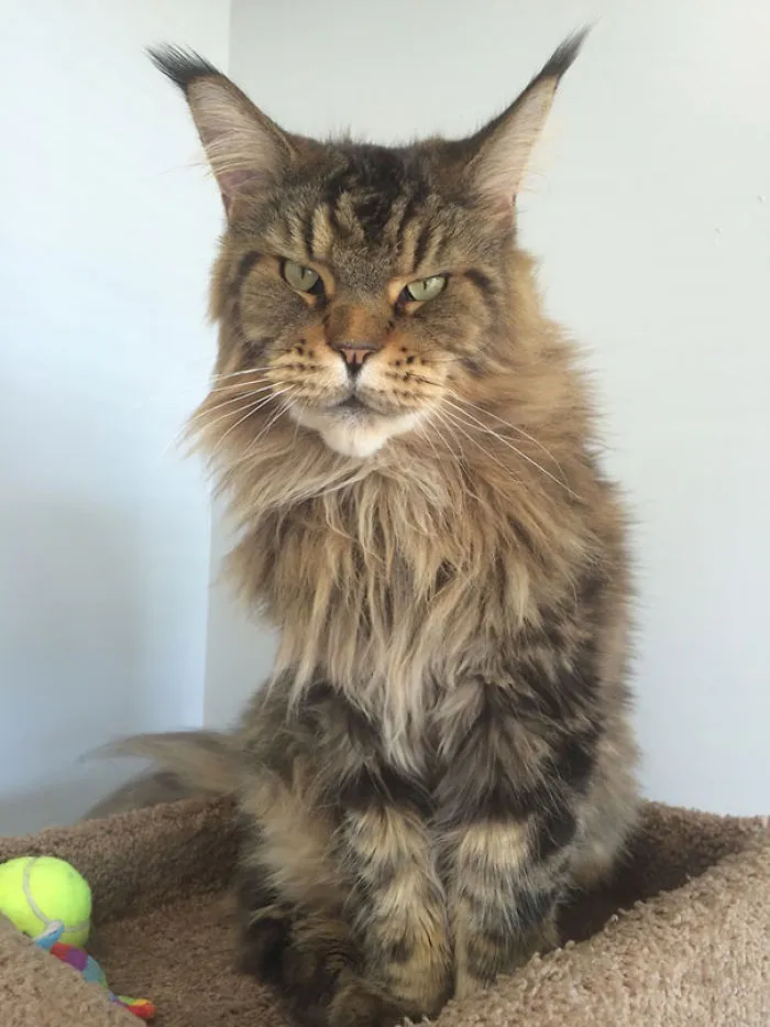 Maine Coon cat sitting on a bed, showcasing its large size and fluffy fur.