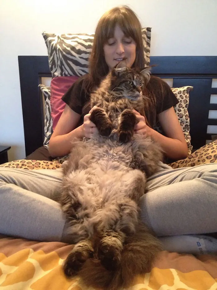 Woman sitting on bed holding a large Maine Coon cat with fluffy fur and a calm expression