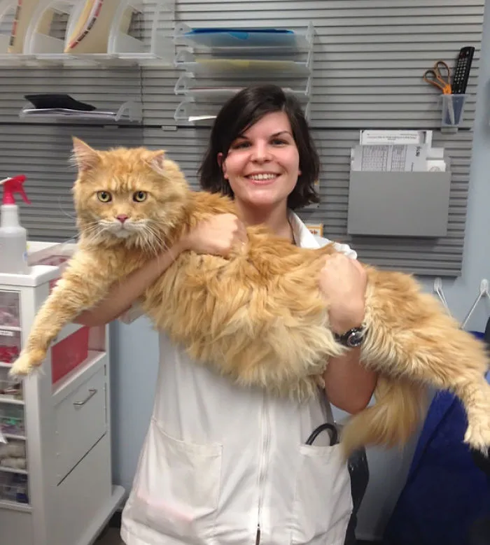 A woman holding a large Maine Coon cat with fluffy orange fur in an office setting.