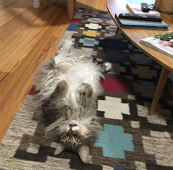Maine Coon cat relaxing on colorful rug, showcasing its fluffy fur and gentle expression.