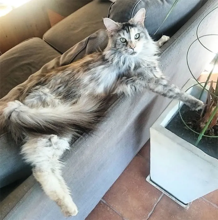 Maine Coon cat lounging on a gray sofa with its paw resting on a nearby plant pot indoors.