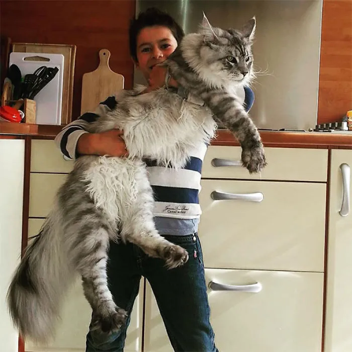 Maine Coon - A Giant Kitty