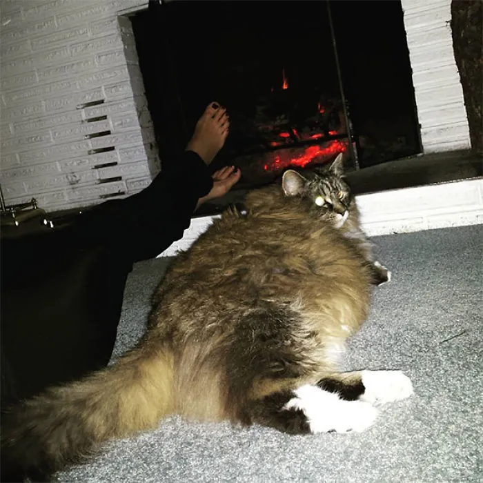 Large Maine Coon cat with thick fur relaxing on carpet near a roaring fireplace and a person's feet resting nearby.