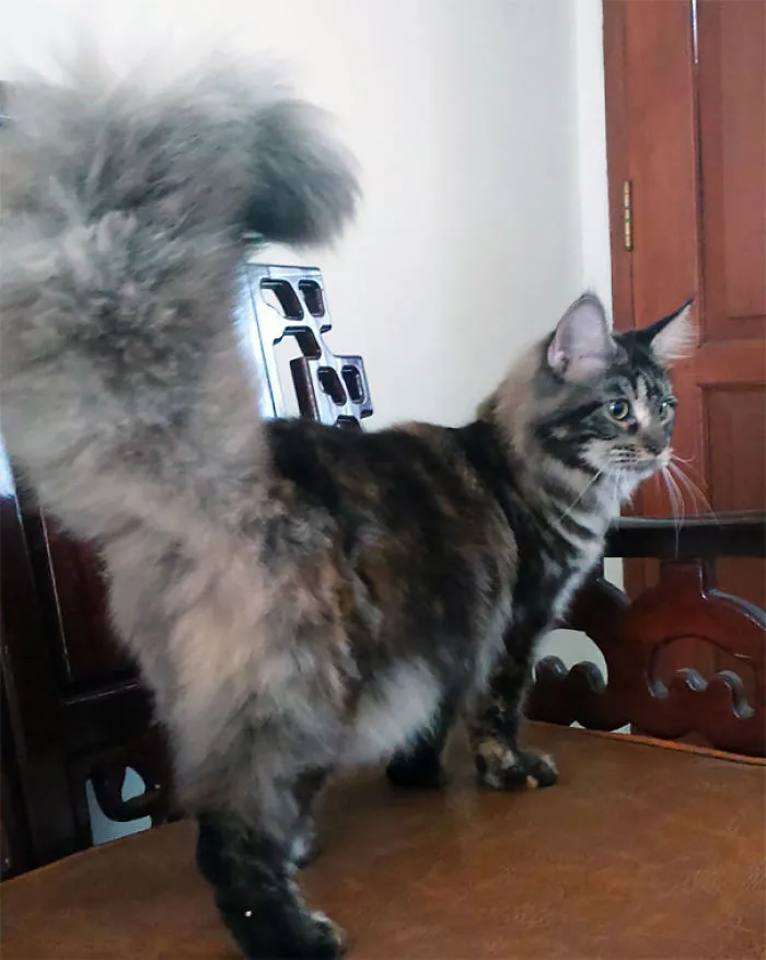 Maine Coon cat with a bushy tail standing on a wooden chair, displaying its soft and gentle character.