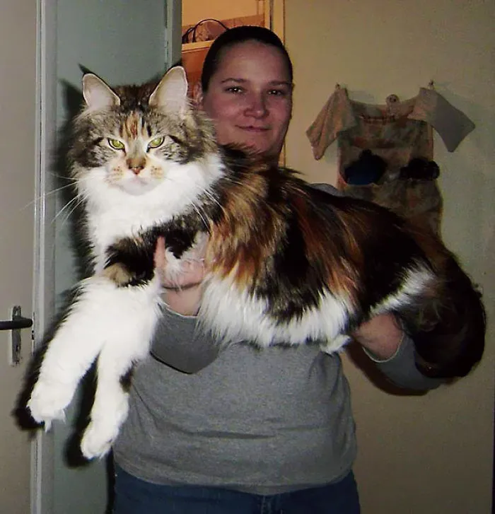 A giant Maine Coon cat being held by a person, showcasing its massive size and fluffy fur.