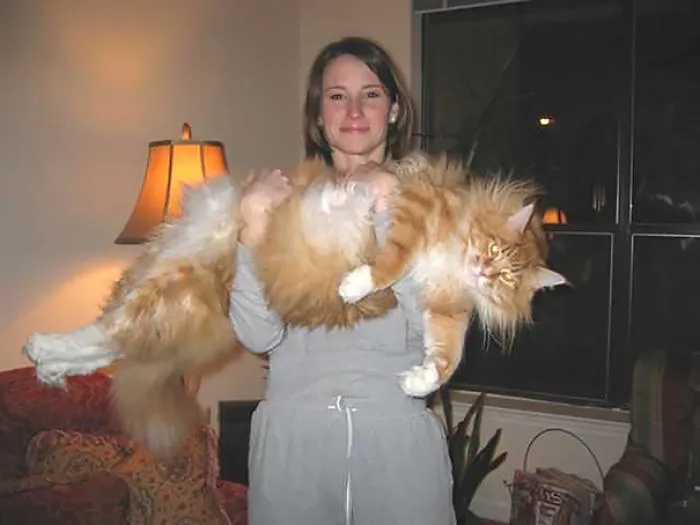 Woman holding a giant Maine Coon cat in her living room, showcasing the cat's fluffy fur and size.
