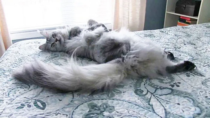 Fluffy Maine Coon cat lounging comfortably on a patterned bedspread, showcasing its long tail and soft fur.