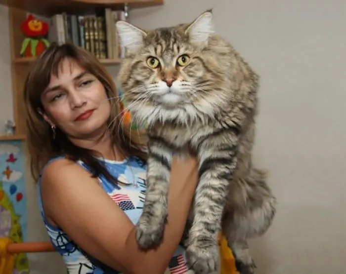 Woman holding a large, fluffy Maine Coon cat in a cozy room.