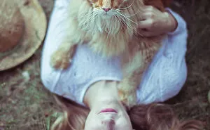 Updated 2025 Guide: Everything You Need to Know About Maine Coon Cats