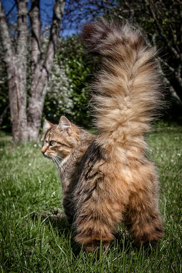 Maine Coon cat with fluffy tail in a sunny garden.