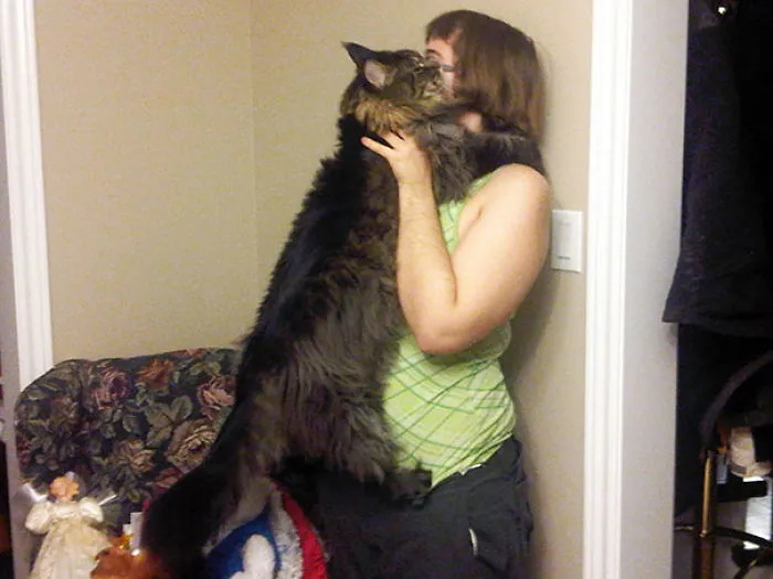 A large Maine Coon cat affectionately stretching up to nuzzle a person in a home setting.