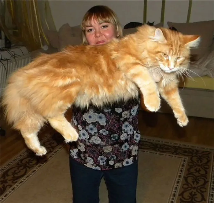 Woman holding a large fluffy orange Maine Coon cat indoors, showcasing the giant kitty's soft character.