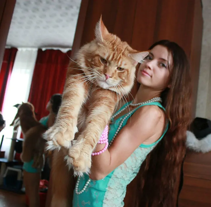 Woman holding a large Maine Coon cat with soft fur in a cozy indoor setting.