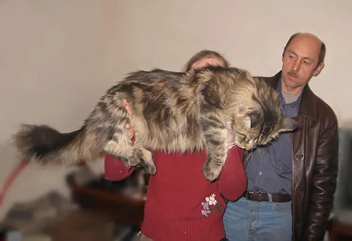 Person holding a large Maine Coon cat indoors while a man looks on, showcasing giant kitties with soft fur.