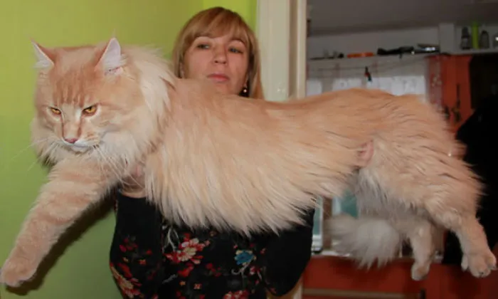 A woman holding a large, fluffy Maine Coon cat indoors.