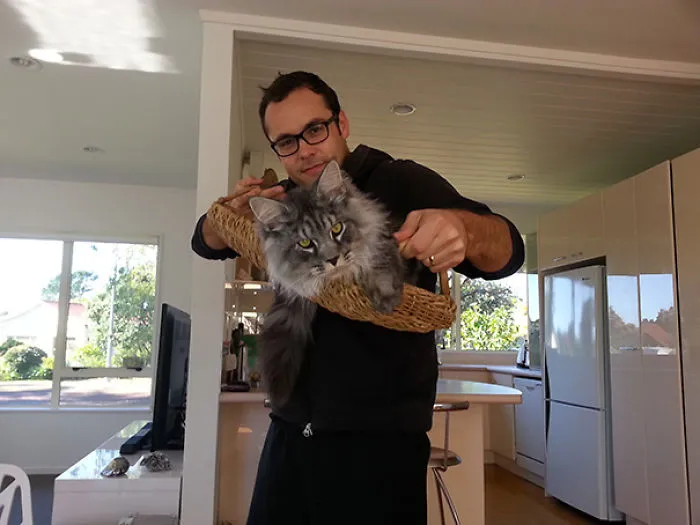 Man holding a large Maine Coon cat in a basket inside a bright kitchen, showcasing giant kitties with soft character.