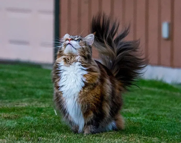Maine Coon cat with a fluffy tail, looking upwards, standing on green grass.