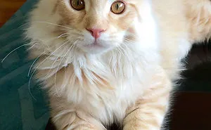 Updated 2025 Guide: Everything You Need to Know About Maine Coon Cats