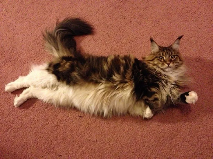 Maine Coon cat with long fluffy fur lying stretched out on a carpet, showcasing its large size and soft character.